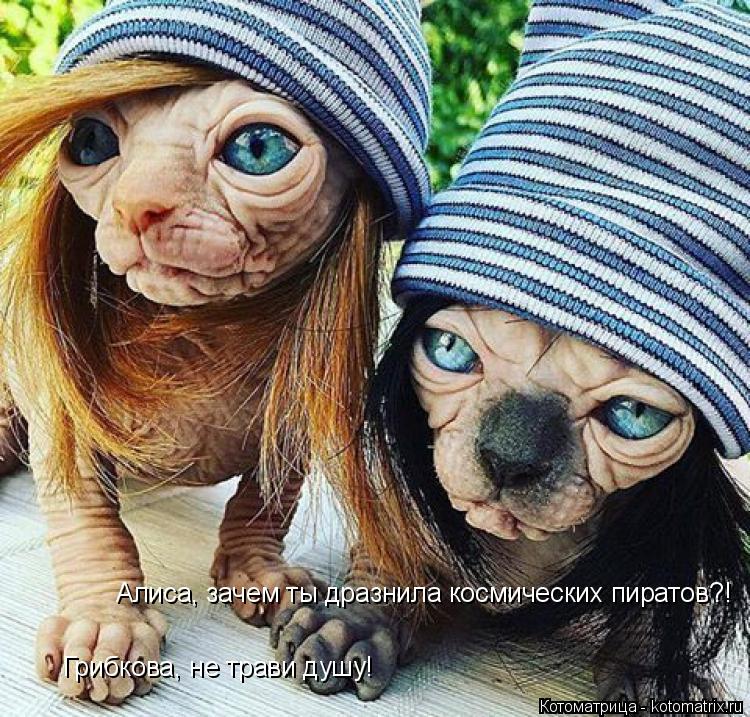 Котоматрица: Алиса, зачем ты дразнила космических пиратов?! Грибкова, не трави душу!