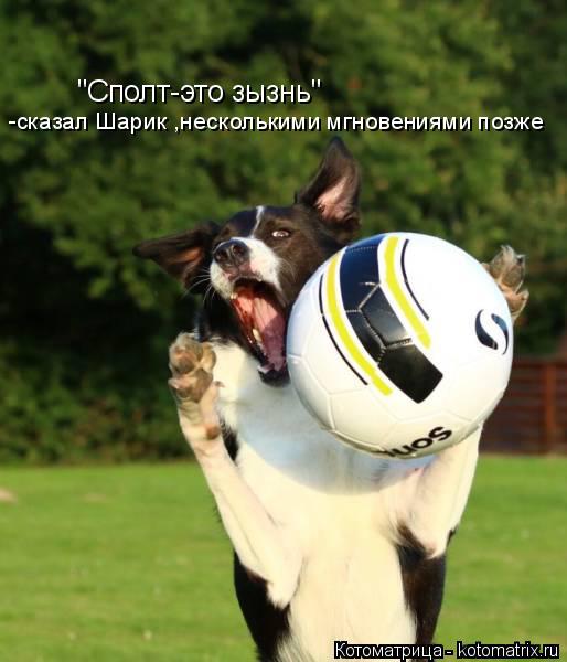 Котоматрица: "Сполт-это зызнь" -сказал Шарик ,несколькими мгновениями позже