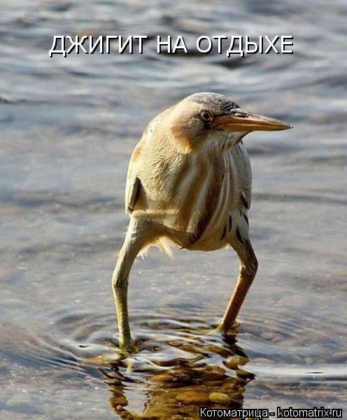 Котоматрица: ДЖИГИТ НА ОТДЫХЕ