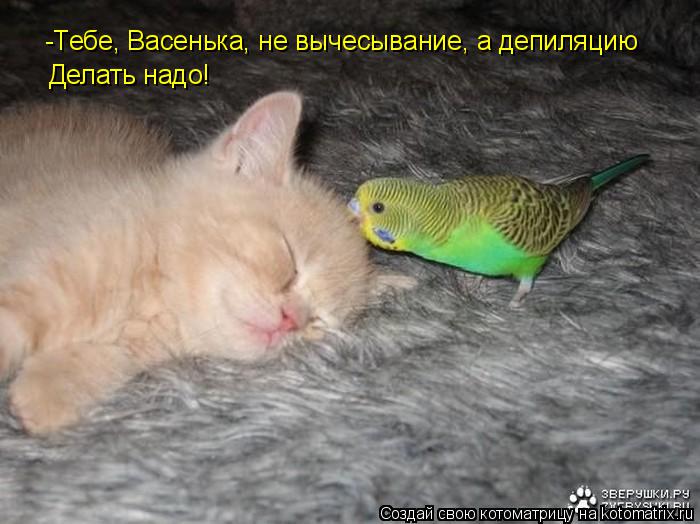 Котоматрица: -Тебе, Васенька, не вычесывание, а депиляцию  Делать надо!