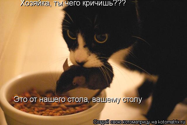 Котоматрица: Это от нашего стола, вашему столу Хозяйка, ты чего кричишь???