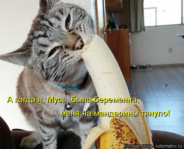 Котоматрица: А когда я, Мусь, была беременна, меня на мандарины тянуло!