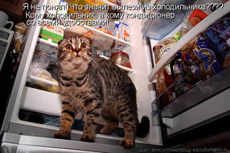 Котоматрица: Я не понял! Что значит вылези из холодильника???? Кому холодильник, а кому кондиционер  со всеми удобствами!