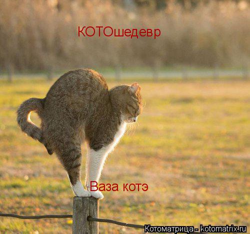 Котоматрица: КОТОшедевр     Ваза котэ