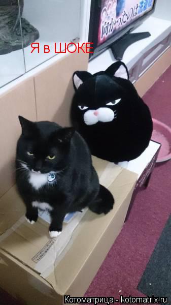 Котоматрица: Я в ШОКЕ