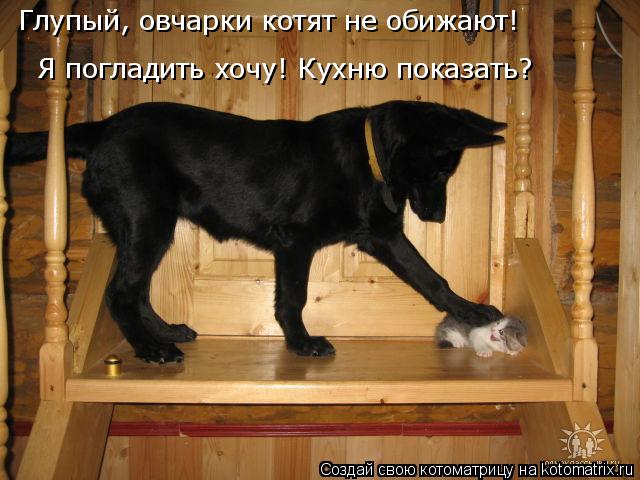 Котоматрица: Глупый, овчарки котят не обижают!  Я погладить хочу! Кухню показать?