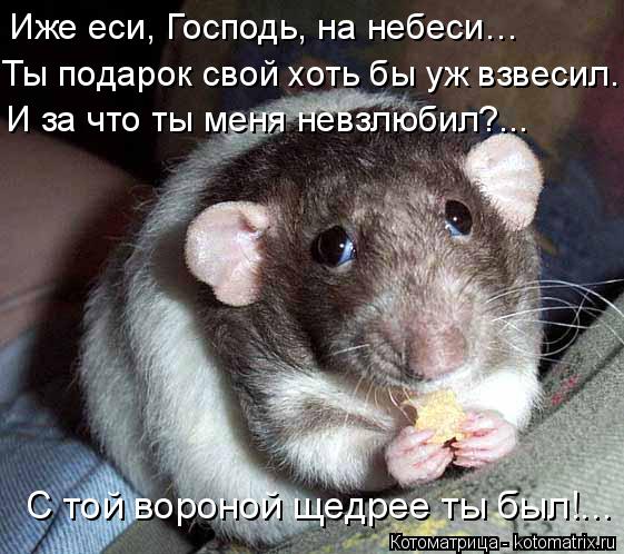 Иже еси, Господь, на небеси… Ты подарок свой хоть бы уж взвесил… И за что ты меня невзлюбил?... С той... Котоматрица: Иже еси, Господь, на небеси… Ты подарок свой хоть бы уж взвесил… И за что ты меня невзлюбил?... С той вороной щедрее ты был!...