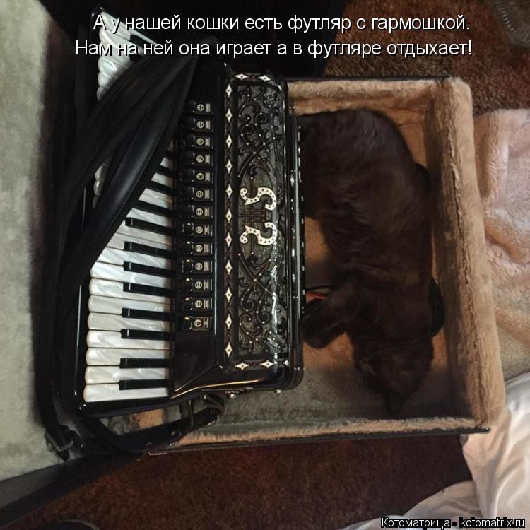 Котоматрица: А у нашей кошки есть футляр с гармошкой. Нам на ней она играет а в футляре отдыхает!