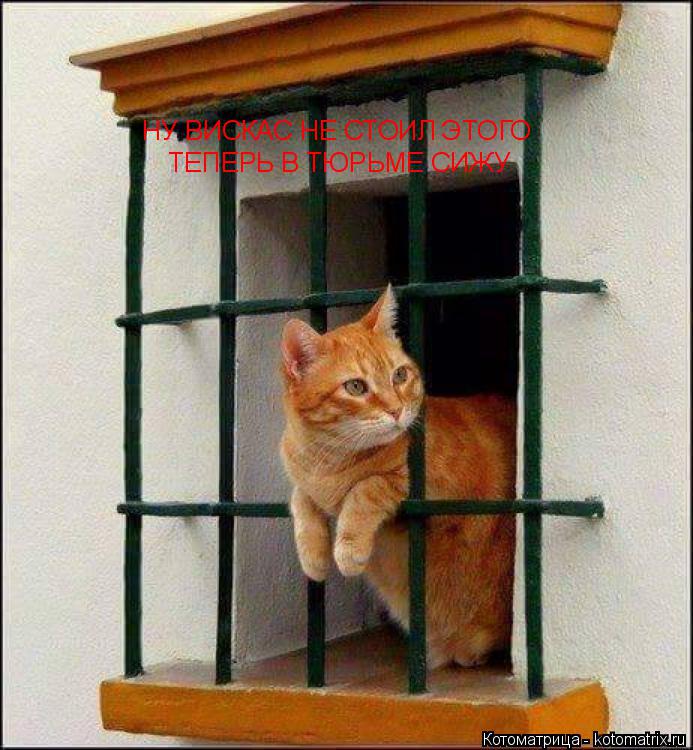 Котоматрица: НУ ВИСКАС НЕ СТОИЛ ЭТОГО ТЕПЕРЬ В ТЮРЬМЕ СИЖУ