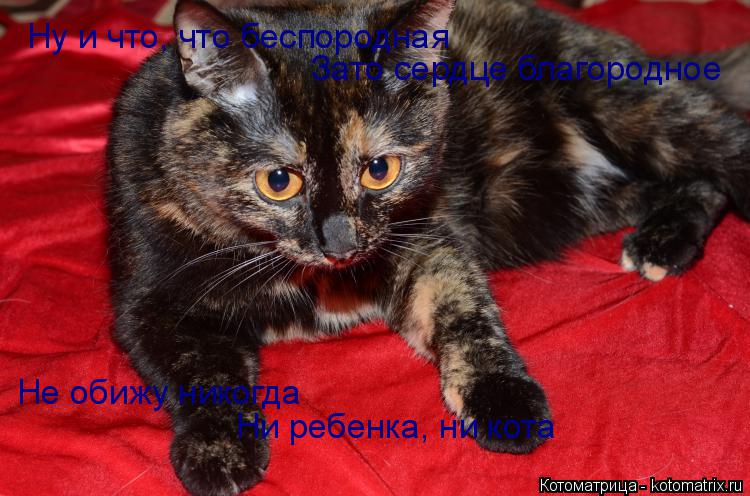 Котоматрица: Ну и что, что беспородная Зато сердце благородное Не обижу никогда Ни ребенка, ни кота