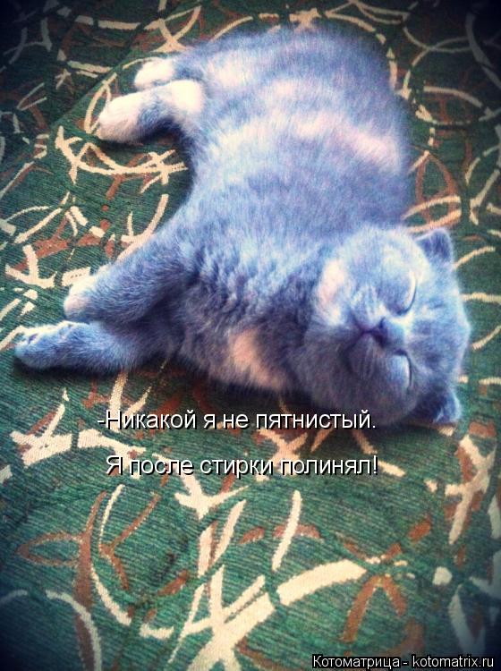 Котоматрица: -Никакой я не пятнистый.  Я после стирки полинял!