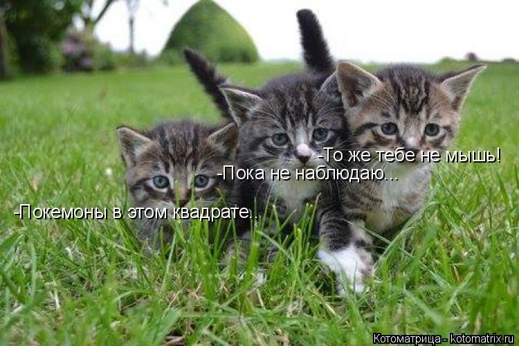 Котоматрица: -Покемоны в этом квадрате.. -Пока не наблюдаю... -То же тебе не мышь!