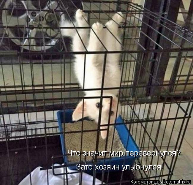 Что значит мир перевернулся? Зато хозяин улыбнулся!... Котоматрица: Что значит мир перевернулся? Зато хозяин улыбнулся!