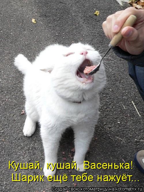 Котоматрица: Шарик ещё тебе нажуёт... Кушай, кушай, Васенька!