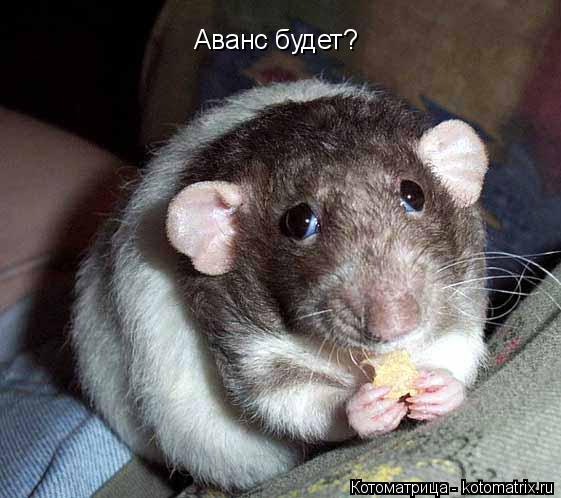 Котоматрица: Аванс будет?