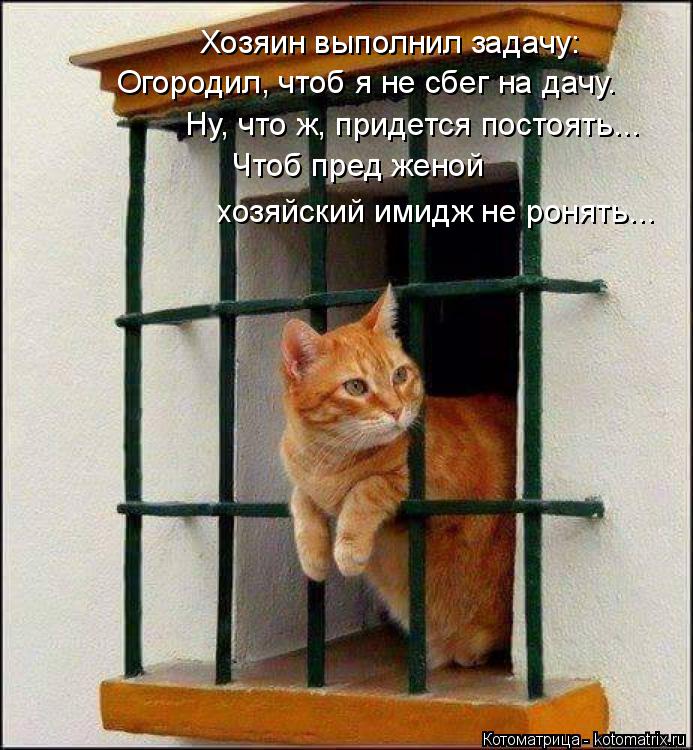 Хозяин выполнил задачу: Огородил, чтоб я не сбег на дачу. Ну, что ж, придется постоять... Чтоб пред ж... Котоматрица: Хозяин выполнил задачу: Огородил, чтоб я не сбег на дачу. Ну, что ж, придется постоять... Чтоб пред женой хозяйский имидж не ронять...