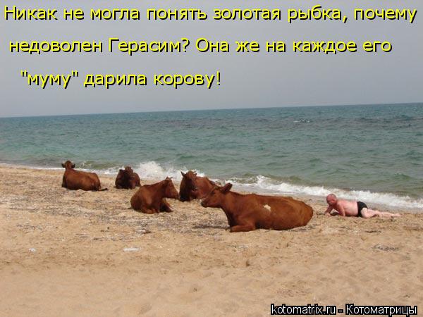 Никак не могла понять золотая рыбка, почему недоволен Герасим? Она же на каждое его "муму" дарила кор... Котоматрица: Никак не могла понять золотая рыбка, почему недоволен Герасим? Она же на каждое его "муму" дарила корову!