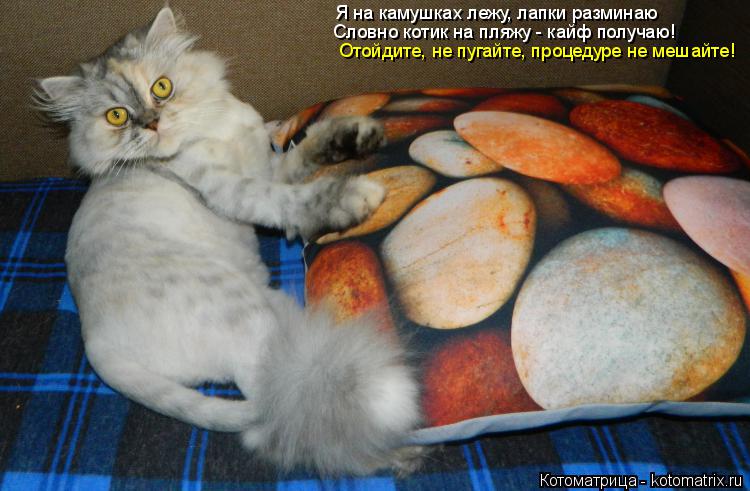 Я на камушках лежу, лапки разминаю Словно котик на пляжу - кайф получаю! Отойдите, не пугайте, процед... Котоматрица: Я на камушках лежу, лапки разминаю Словно котик на пляжу - кайф получаю! Отойдите, не пугайте, процедуре не мешайте!