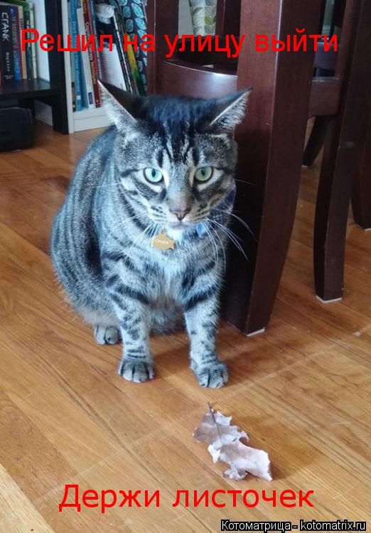 Котоматрица: Держи листочек Решил на улицу выйти