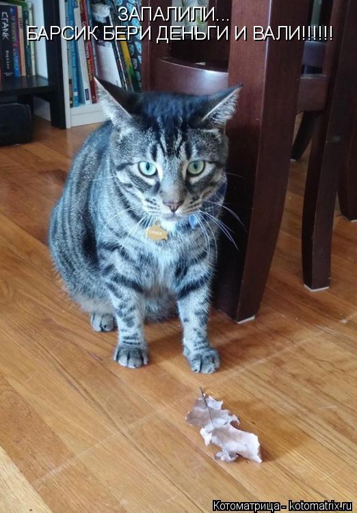 Котоматрица: ЗАПАЛИЛИ... БАРСИК БЕРИ ДЕНЬГИ И ВАЛИ!!!!!!