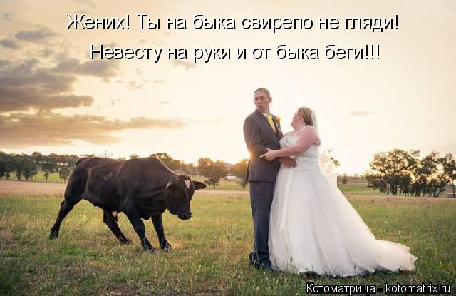 Котоматрица: Жених! Ты на быка свирепо не гляди! Невесту на руки и от быка беги!!!