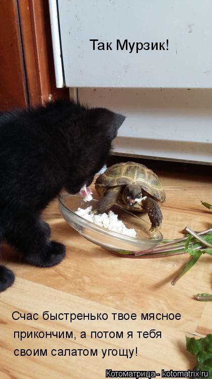 Котоматрица: Так Мурзик! Счас быстренько твое мясное  прикончим, а потом я тебя своим салатом угощу!