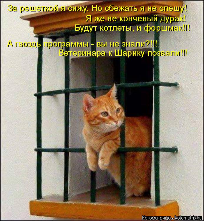 Котоматрица: За решеткой я сижу. Но сбежать я не спешу! Я же не конченый дурак! Будут котлеты, и форшмак!!! А гвоздь программы - вы не знали?!!! Ветеринара к Ша
