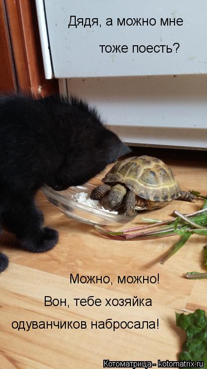 Котоматрица: Дядя, а можно мне  тоже поесть? Можно, можно! Вон, тебе хозяйка одуванчиков набросала!