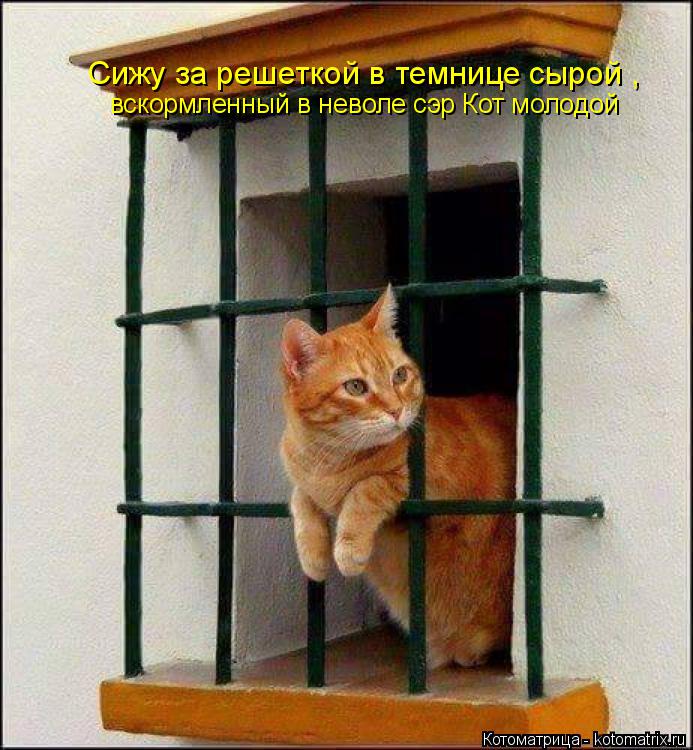 Котоматрица: Сижу за решеткой в темнице сырой ,                                                                 вскормленный в неволе сэр Кот молодой
