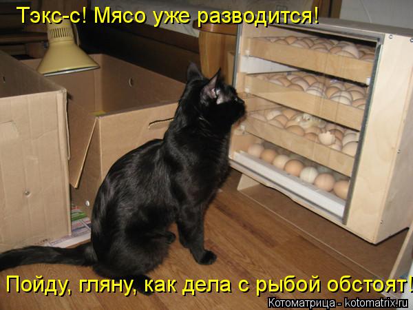 Тэкс-с! Мясо уже разводится! Пойду, гляну, как дела с рыбой обстоят!... Котоматрица: Тэкс-с! Мясо уже разводится! Пойду, гляну, как дела с рыбой обстоят!
