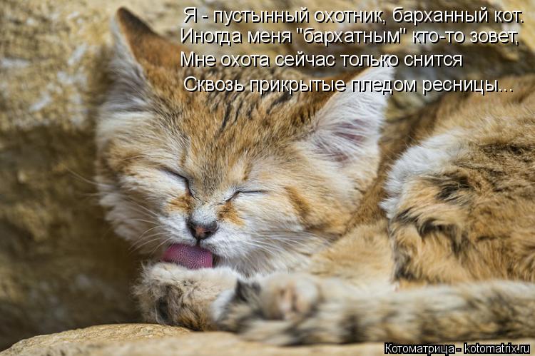 Котоматрица: Я - пустынный охотник, барханный кот. Иногда меня "бархатным" кто-то зовет, Мне охота сейчас только снится Сквозь прикрытые пледом ресницы...