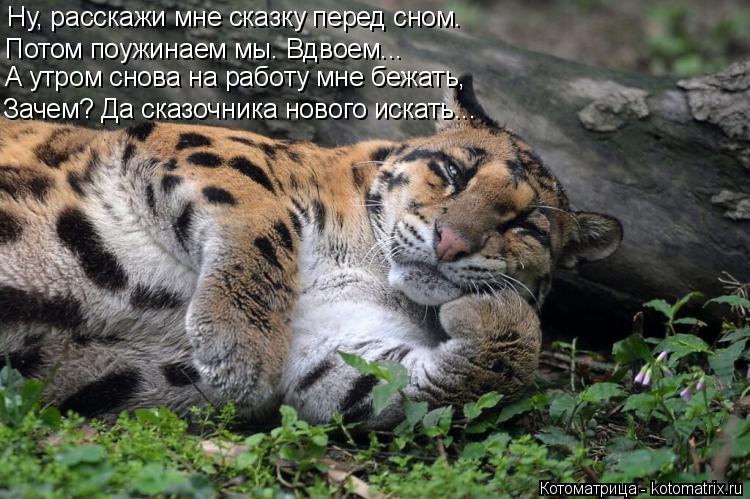 Котоматрица: Ну, расскажи мне сказку перед сном. Потом поужинаем мы. Вдвоем... А утром снова на работу мне бежать, Зачем? Да сказочника нового искать...