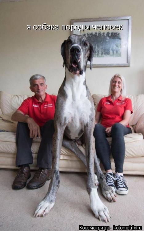 я собака породы человек... Котоматрица: я собака породы человек