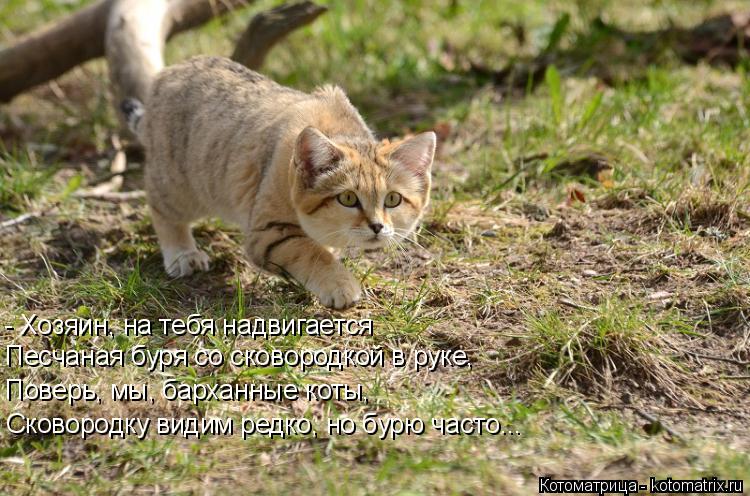 Котоматрица: - Хозяин, на тебя надвигается Песчаная буря со сковородкой в руке, Поверь, мы, барханные коты, Сковородку видим редко, но бурю часто...