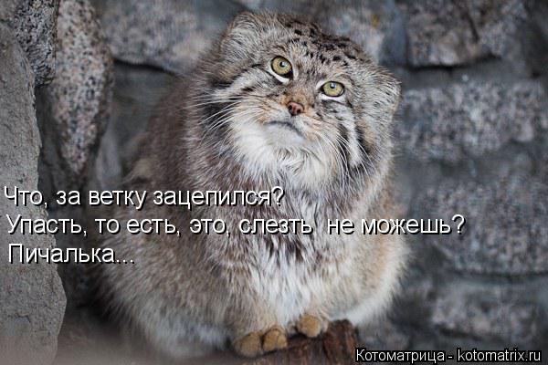 Что, за ветку зацепился? Упасть, то есть, это, слезть не можешь? Пичалька...... Котоматрица: Что, за ветку зацепился? Упасть, то есть, это, слезть не можешь? Пичалька...