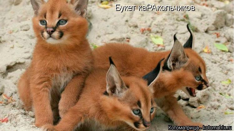 Котоматрица: Букет каРАкольчиков