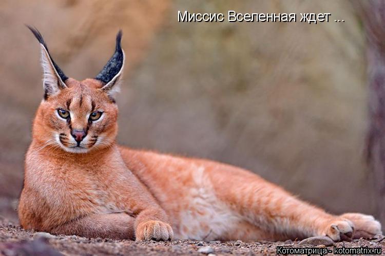 Миссис Вселенная ждет ...... Котоматрица: Миссис Вселенная ждет ...
