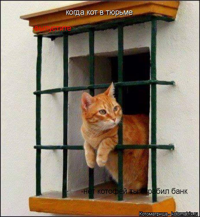Котоматрица: когда кот в тюрьме -выпустите -нет котофей ты ограбил банк