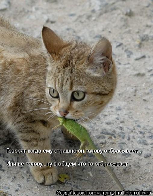 Котоматрица: Говорят когда ему страшно он голову отбрасывает... Или не голову...ну в общем что то отбрасывает