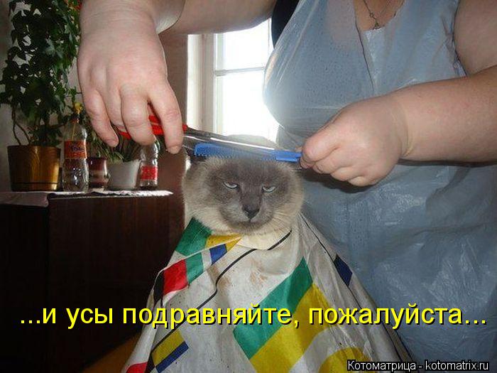 Котоматрица: ...и усы подравняйте, пожалуйста...