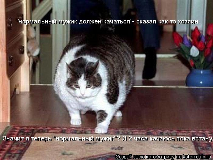 Котоматрица: "нормальный мужик должен качаться"- сказал как то хозяин.  Значит я теперь "нормальный мужик"? Я 2 часа качаюсь пока встану...