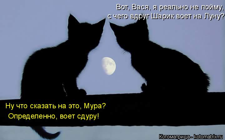 Котоматрица: Вот, Вася, я реально не пойму, с чего вдруг Шарик воет на Луну? Ну что сказать на это, Мура? Определенно, воет сдуру!