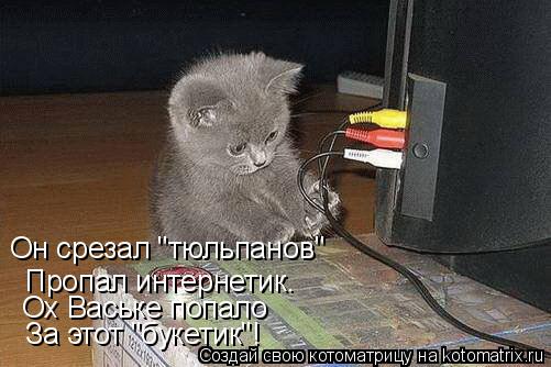Котоматрица: Он срезал "тюльпанов" Пропал интернетик. Ох Ваське попало За этот "букетик"!