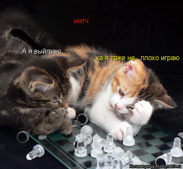 Котоматрица: А я выйграю    ха я тоже не   плохо играю  матч