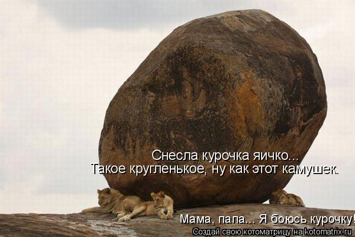 Котоматрица: Снесла курочка яичко... Такое кругленькое, ну как этот камушек. Мама, папа... Я боюсь курочку!