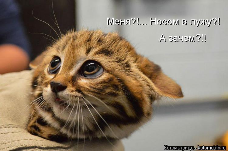 Котоматрица: Меня?!... Носом в лужу?! А зачем?!!
