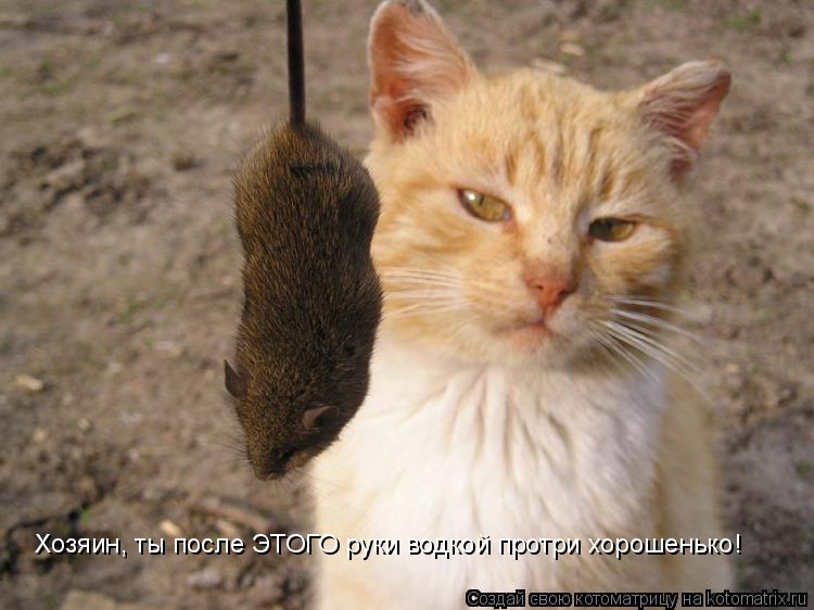 Котоматрица: Хозяин, ты после ЭТОГО руки водкой протри хорошенько!