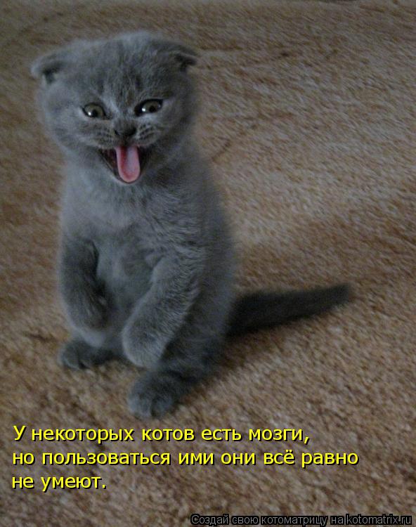 Котоматрица: У некоторых котов есть мозги, но пользоваться ими они всё равно не умеют.