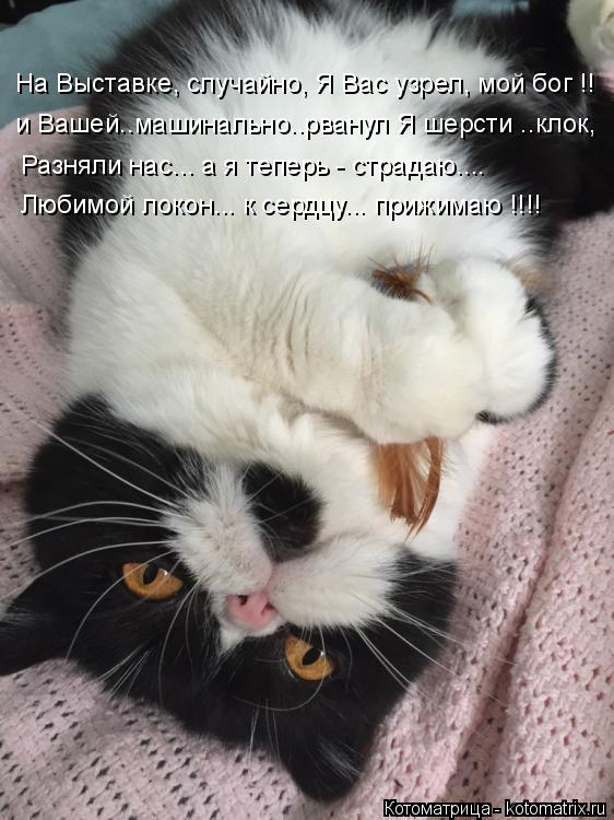 Котоматрица: На Выставке, случайно, Я Вас узрел, мой бог !! и Вашей..машинально..рванул Я шерсти ..клок, Разняли нас... а я теперь - страдаю.... Любимой локон... к 