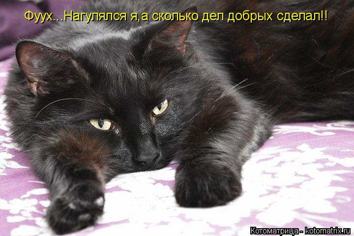 Котоматрица: Фуух...Нагулялся я,а сколько дел добрых сделал!!